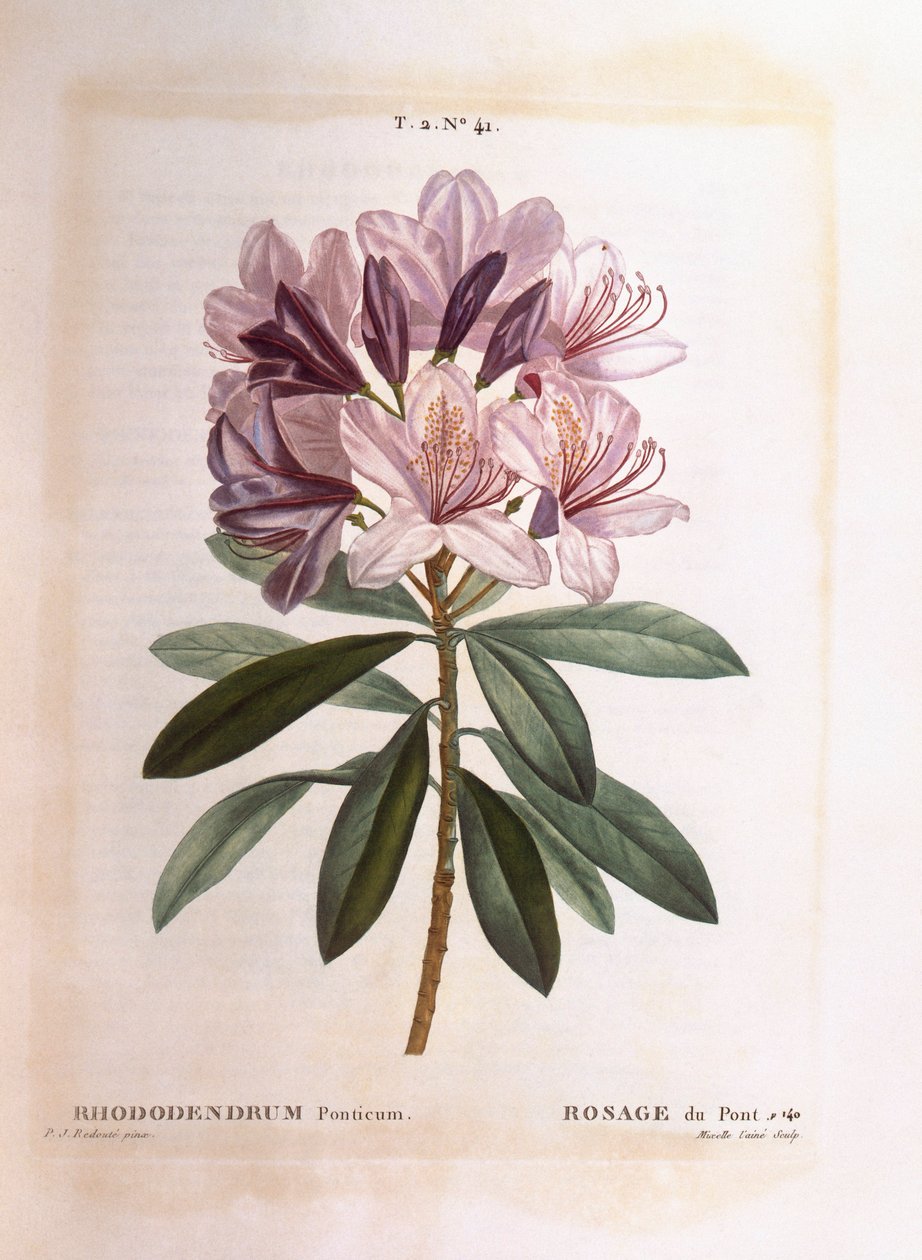 Közönséges rododendron (Rhododendron ponticum), Henry Louis Duhamel du Monceau, Pierre Joseph Redouté botanikai lemeze alkotó: Pierre Joseph Redouté