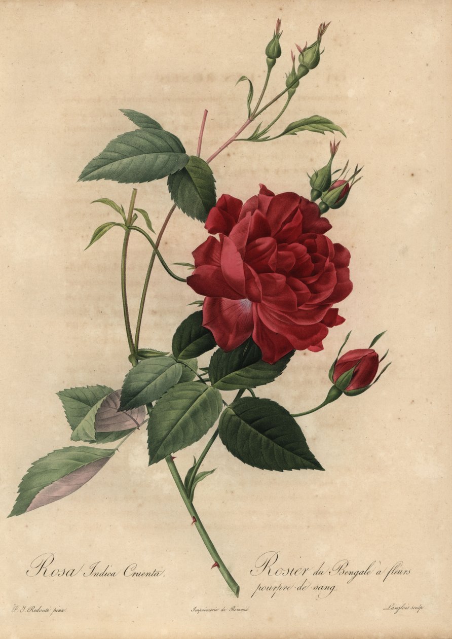 Bíbor kínai rózsa, Rosa chinensis alkotó: Pierre Joseph Redouté