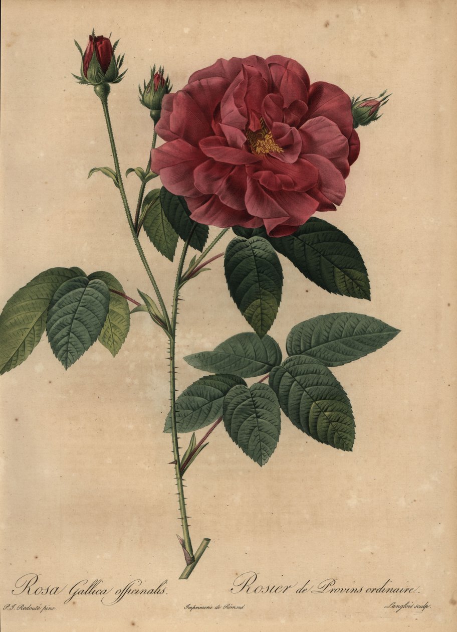 Bíbor francia rózsa vagy Provins rózsa, Rosa gallica officinalis alkotó: Pierre Joseph Redouté