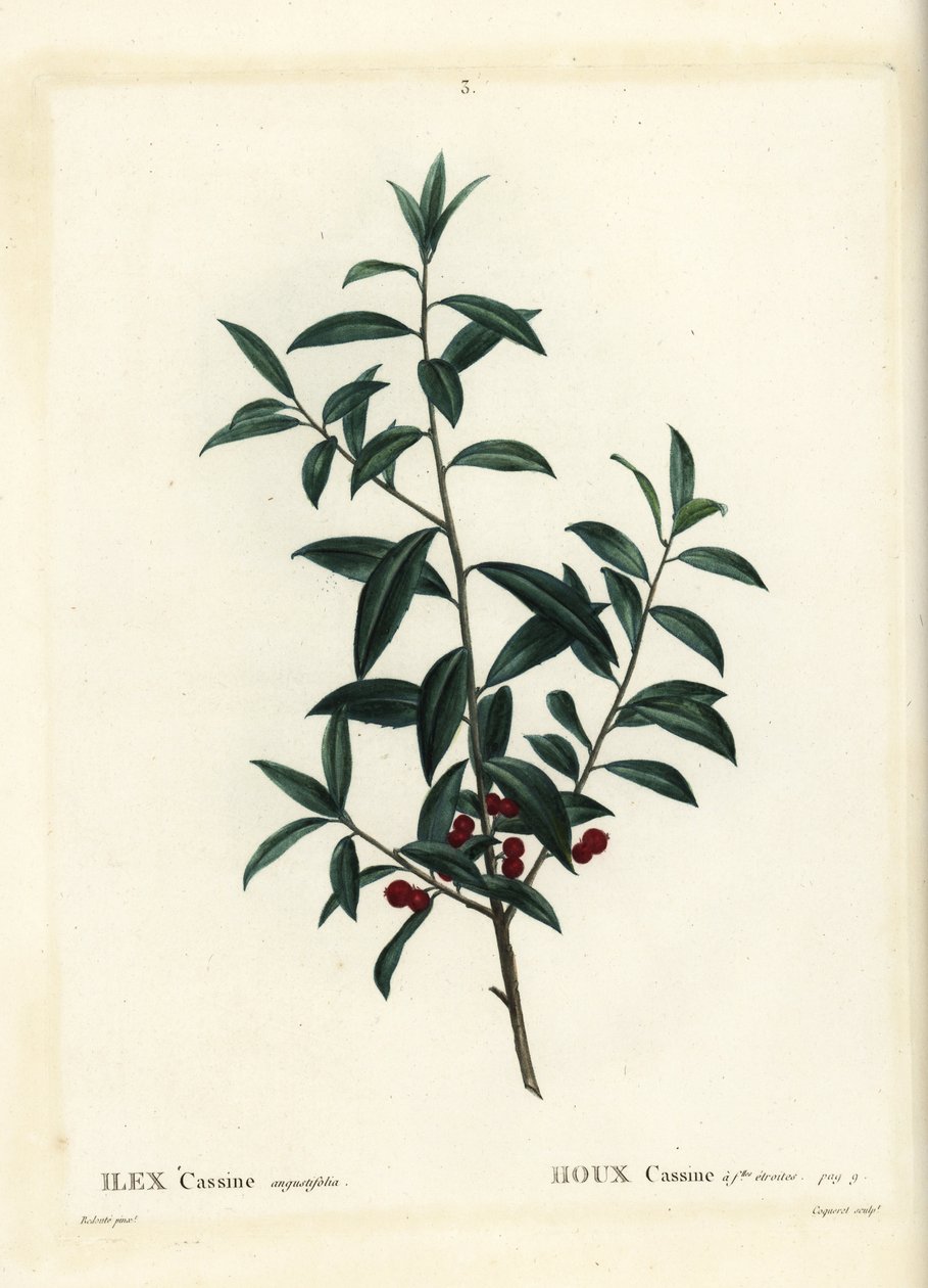 Dahoon holly vagy cassina, Ilex cassine. Coqueret kézzel színezett foltmetszet Pierre-Joseph Redoute illusztrációja nyomán Henri Louis Duhamel du Moncel Treat des Arbres et Shrustes című művéből, Párizs alkotó: Pierre Joseph Redouté