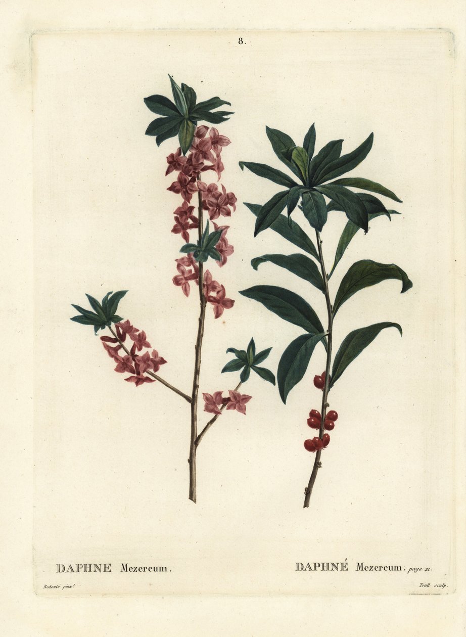 Daphne vagy mezereon, Daphne mezereum. Troll kézzel színezett foltmetszet Pierre-Joseph Redoute illusztrációja nyomán Henri Louis Duhamel du Moncel Treat des Arbres et Shrustes című művéből, Párizs alkotó: Pierre Joseph Redouté
