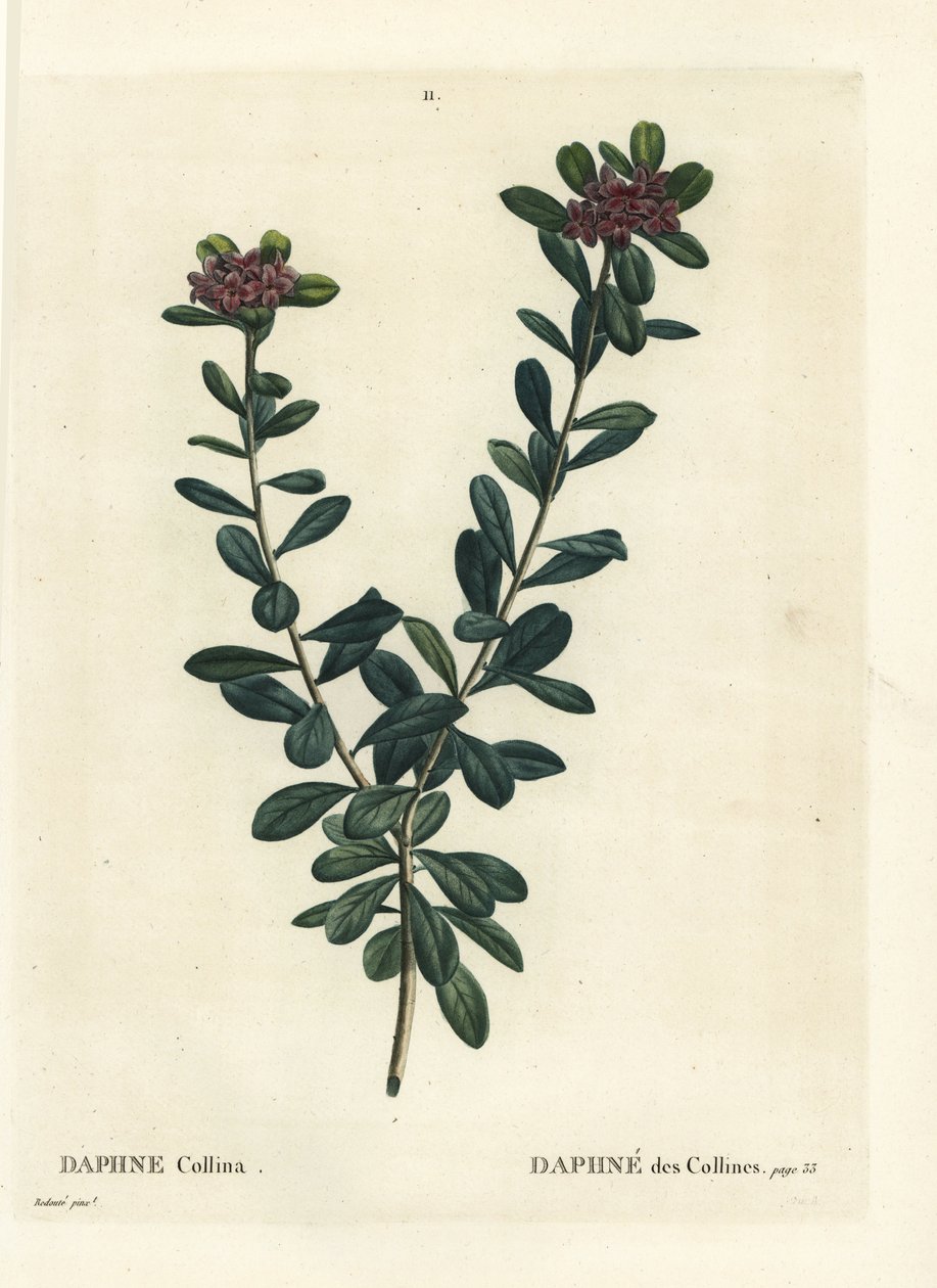 Daphne sericea (Daphne collina). Kézi színű foltmetszet Pierre-Joseph Redoute illusztrációja nyomán Henri Louis Duhamel du Monceau Treat des Arbres et Shrustes című művéből, Párizs alkotó: Pierre Joseph Redouté