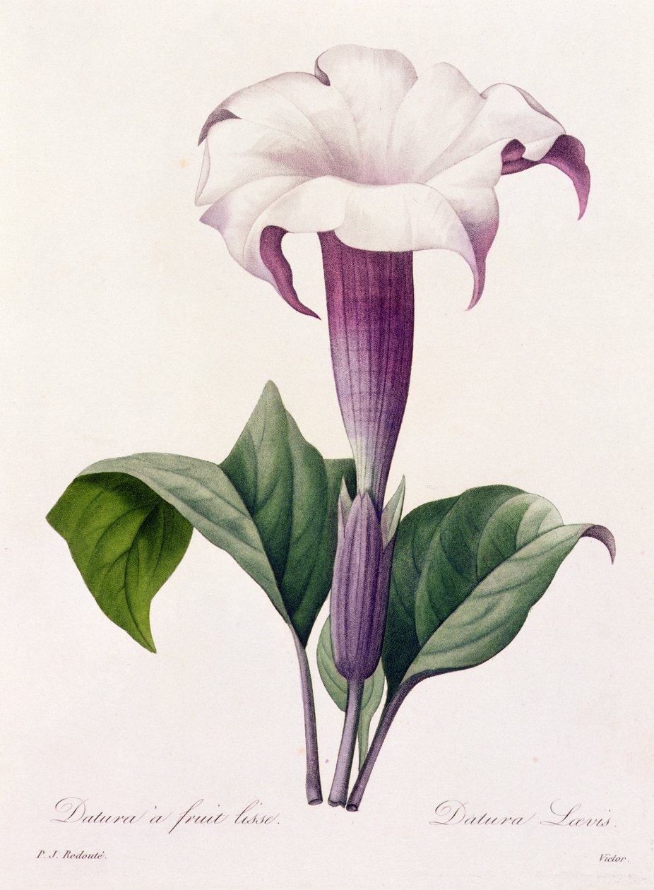 Dature Laevis (színes metszet) alkotó: Pierre Joseph Redouté