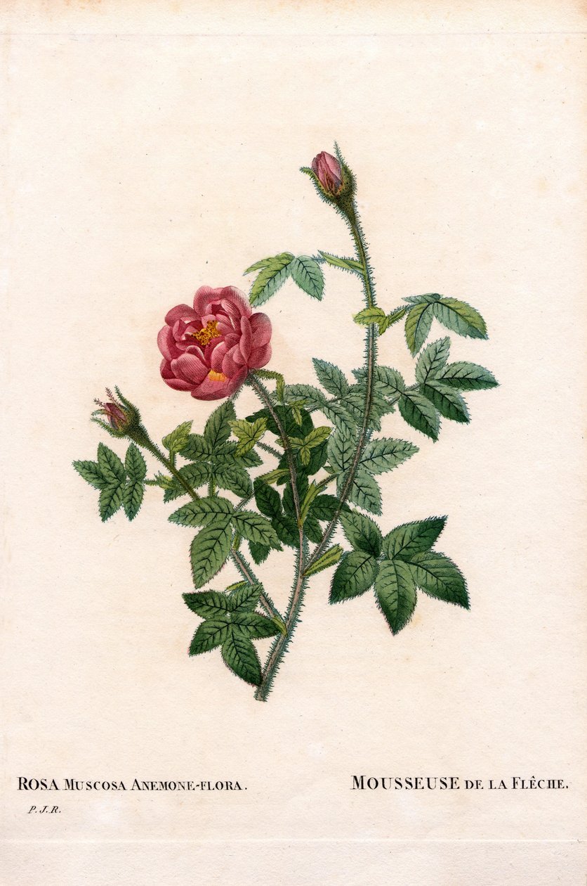 Nyirózsa, Rosa centifolia var. muscosa, La Mousseuse de la Fleche. Kézzel színezett rézmetszet, Pierre Joseph Redoute „Les Roses” Paris című művéből alkotó: Pierre Joseph Redouté