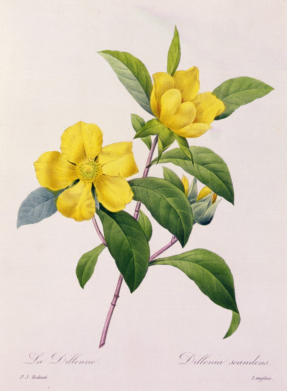 Dillenia Scandens (színes metszet) alkotó: Pierre Joseph Redouté