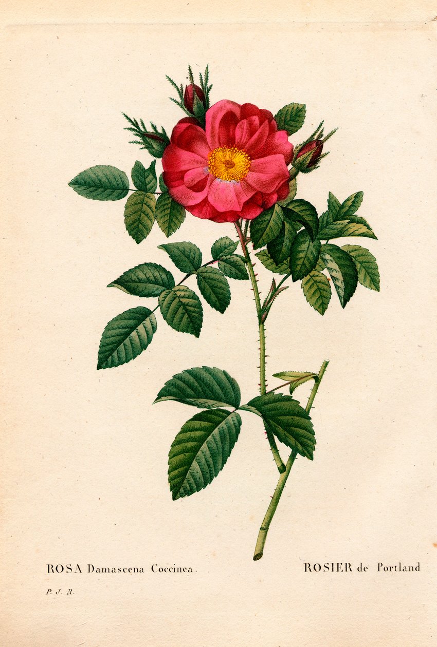 Portland hercegnője rózsa, Rosa portlandica, portlandi rózsa. Kézzel színezett rézmetszet, Pierre Joseph Redoute „Les Roses” Paris című művéből alkotó: Pierre Joseph Redouté