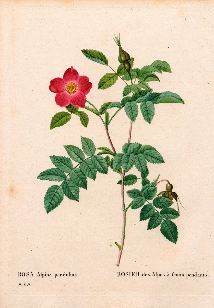 Gyümölcsös rózsaszín alpesi alatt Rosa pendulina. Kézzel színezett rézmetszet, Pierre Joseph Redoute „Les Roses” Paris című művéből alkotó: Pierre Joseph Redouté