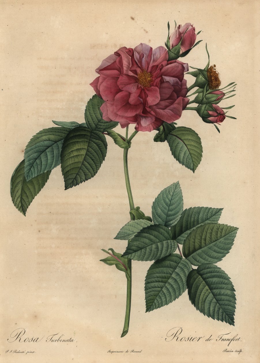 Poros rózsaszín rózsa, Rosa turbinata alkotó: Pierre Joseph Redouté