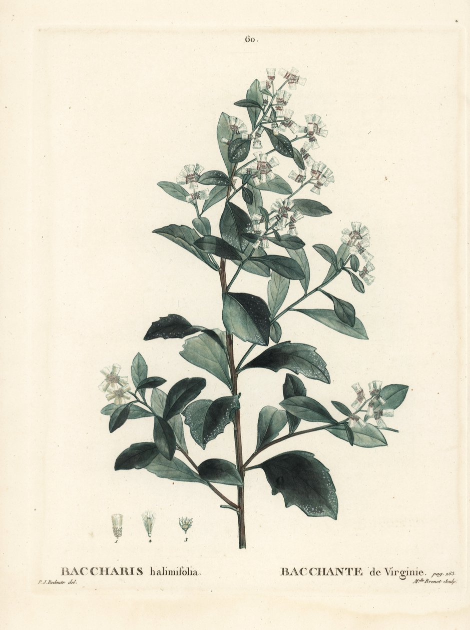 Keleti baccharis, ürge bokor, tengeri mirtusz vagy sóbokor, Baccharis halimifolia. Brenet kisasszony kézzel színezett pecsétmetszete Pierre-Joseph Redoute illusztrációja nyomán Henri Louis Duhamel du Moncel Treat des Arbres et Shrustes című művéből, Párizs alkotó: Pierre Joseph Redouté