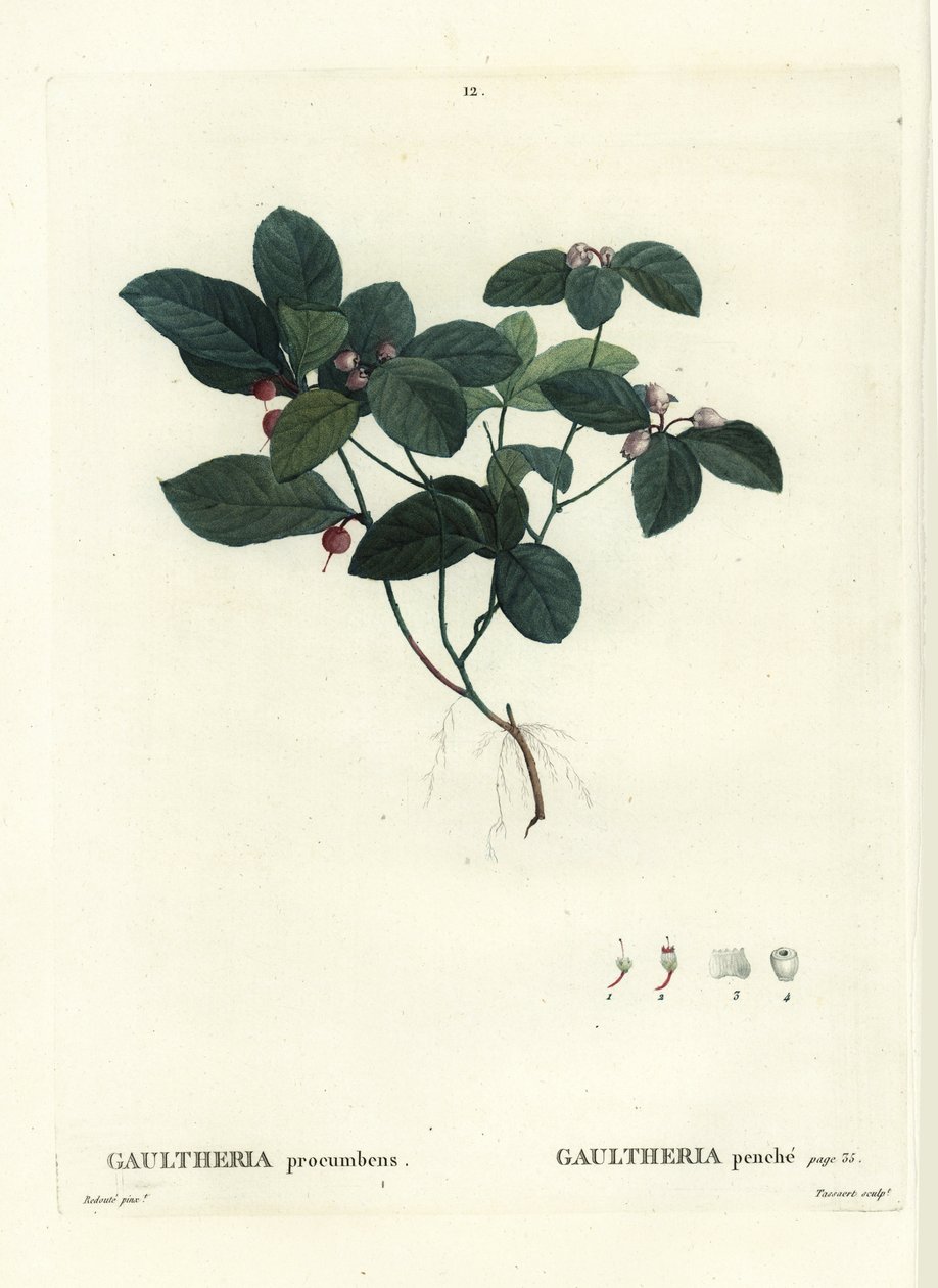 Keleti teabogyó, cseresznye vagy buksza, Gaultheria procumbens. Tassaert kézzel színezett foltmetszet Pierre-Joseph Redoute illusztrációja nyomán Henri Louis Duhamel du Moncel Treat des Trees et Shrustes című művéből, Párizs alkotó: Pierre Joseph Redouté