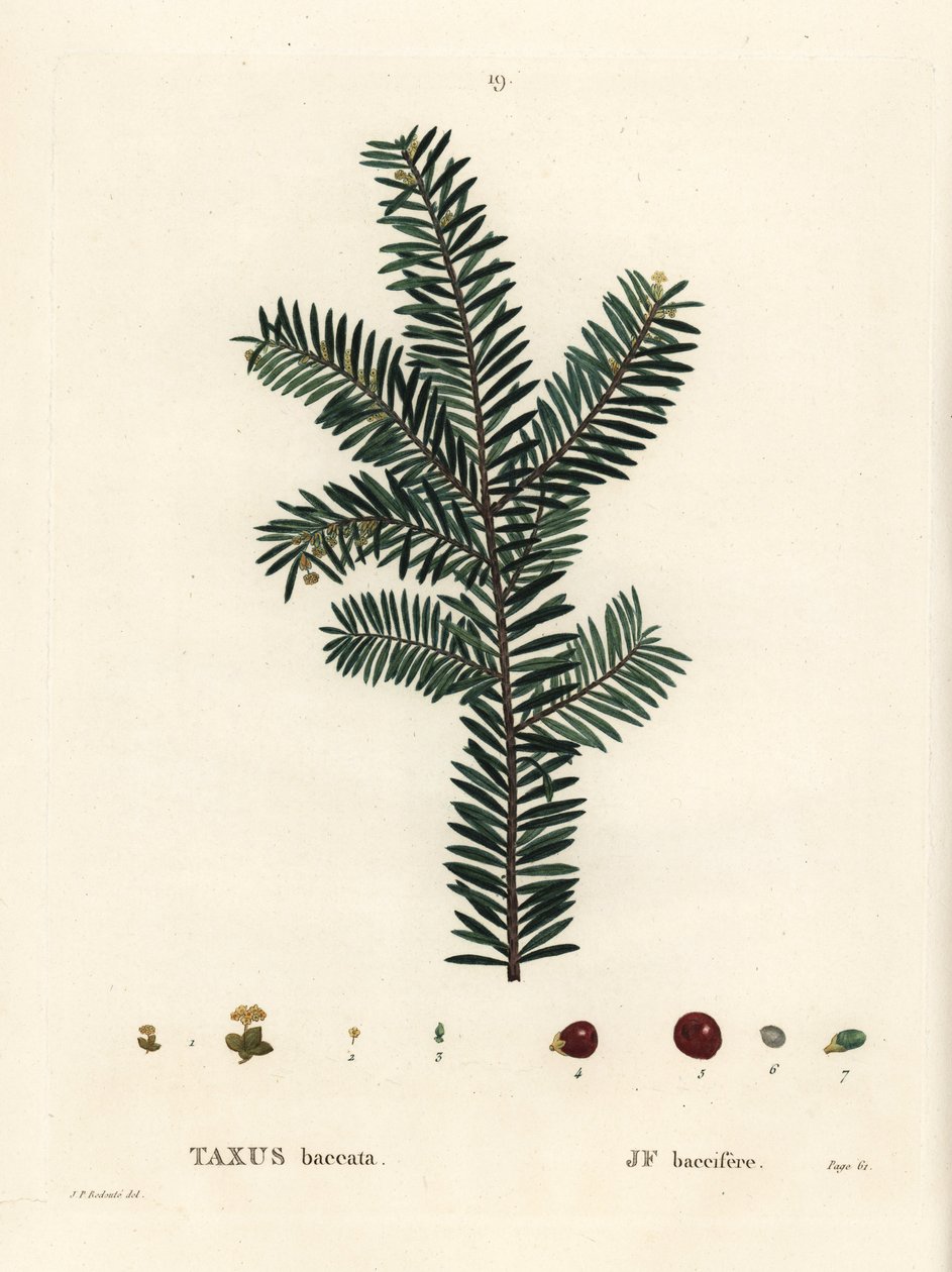 angol tiszafa vagy európai tiszafa, Taxus baccata. Kézzel színezett foltmetszet Pierre-Joseph Redoute illusztrációja nyomán Henri Louis Duhamel du Monceau Treat des Arbres et Shrustes című művéből, Párizs alkotó: Pierre Joseph Redouté