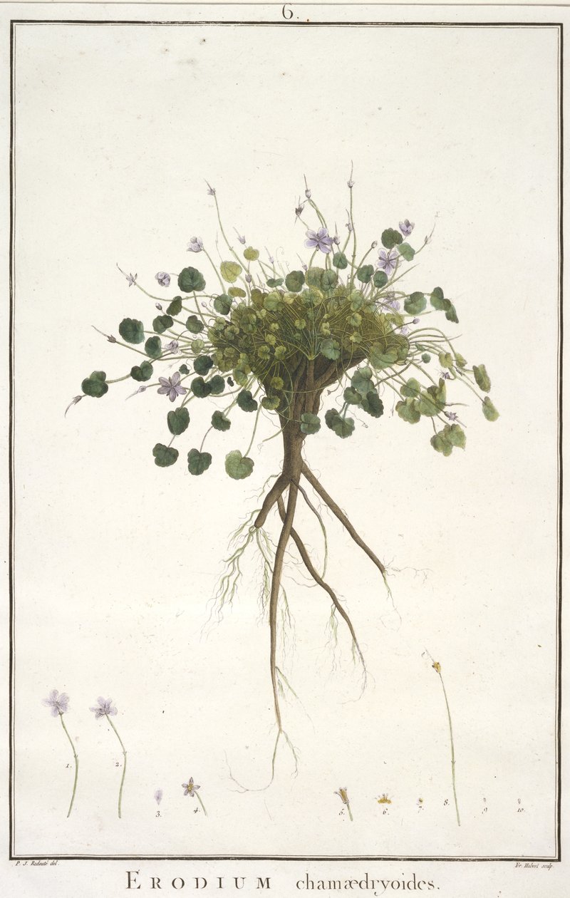 Erodium chamaedryoides, a geraniológiából, vagy Erodius, Pelargonii, Monsonia és Grieli történetéből, ikonokkal illusztrálva, 1787-88 (kézzel színezett metszet) alkotó: Pierre Joseph Redouté