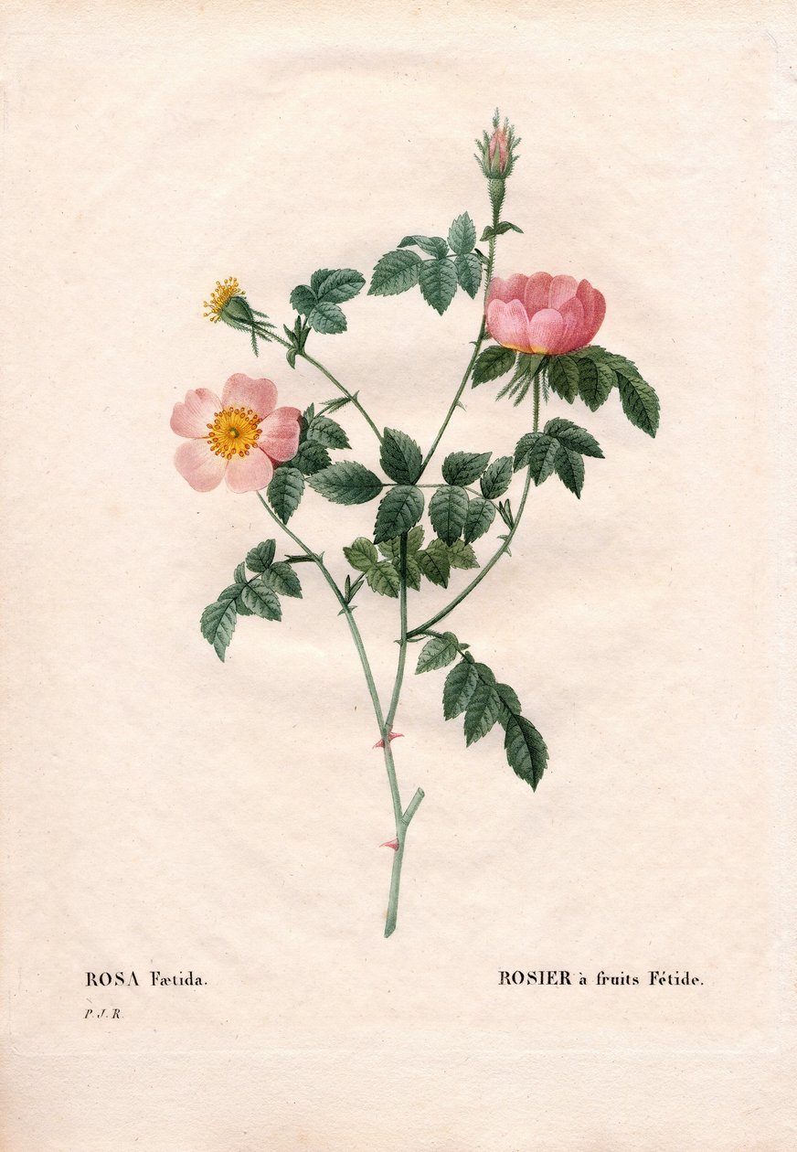 Fetide gyümölcs rózsa. Kézzel színezett rézmetszet, Pierre Joseph Redoute „Les Roses” Paris című művéből alkotó: Pierre Joseph Redouté