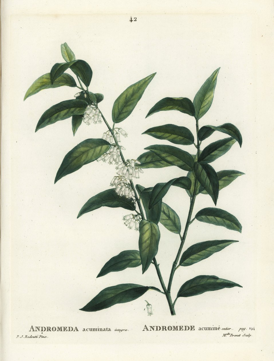 Fetterbush, Andromeda acuminata. Brenet kisasszony kézzel színezett pecsétmetszete Pierre-Joseph Redoute illusztrációja nyomán Henri Louis Duhamel du Moncel Treat des Arbres et Shrustes című művéből, Párizs alkotó: Pierre Joseph Redouté