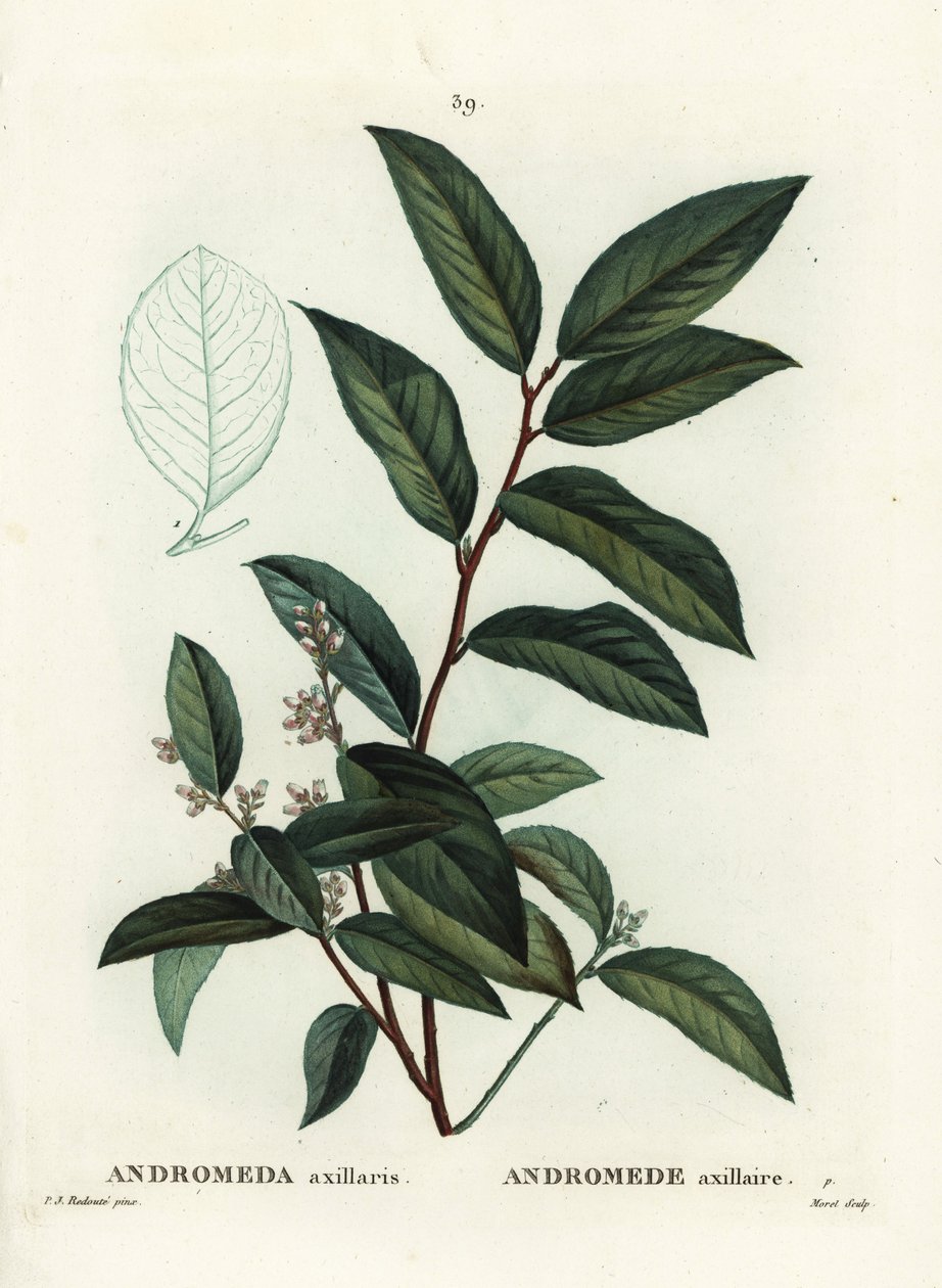 Fetterbush, Andromeda axillaris. Moret kézzel színezett foltmetszet Pierre-Joseph Redoute illusztrációja nyomán Henri Louis Duhamel du Moncel Treat des Arbres et Shrustes című művéből, Párizs alkotó: Pierre Joseph Redouté