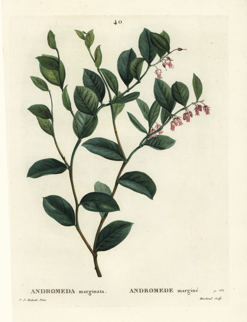 Fetterbush, Andromeda marginata. J. Marchand kézzel színezett foltmetszete Pierre-Joseph Redoute illusztrációja nyomán Henri Louis Duhamel du Moncel: Treat des Arbres et Shrustes, Párizs alkotó: Pierre Joseph Redouté