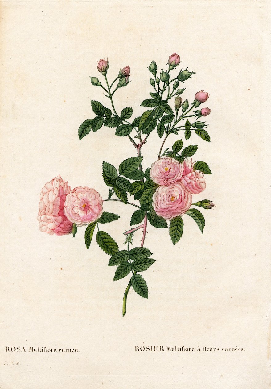 Hús-rózsaszín rózsaszín multiflora, Rosa multiflora var. carnea, Rosier Multiflora carnea virágokkal. Kézzel színezett rézmetszet, Pierre Joseph Redoute „Les Roses” Paris című művéből alkotó: Pierre Joseph Redouté