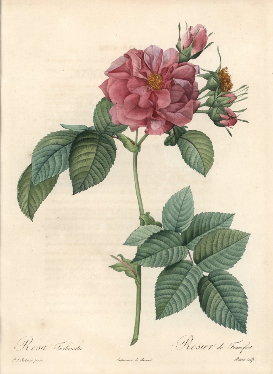 Frankfurt Rosier – Eau forte de Bessin, Pierre Joseph Redoute (1759-1840) illusztrációja alapján, a Les Rosesból alkotó: Pierre Joseph Redouté