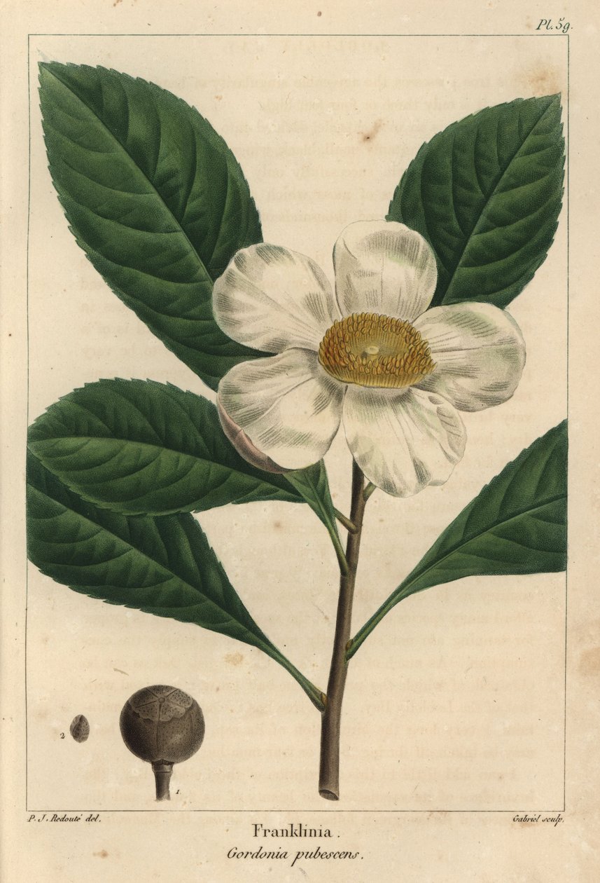 Franklinia fa, Gordonia pubescens (metszet) alkotó: Pierre Joseph Redouté