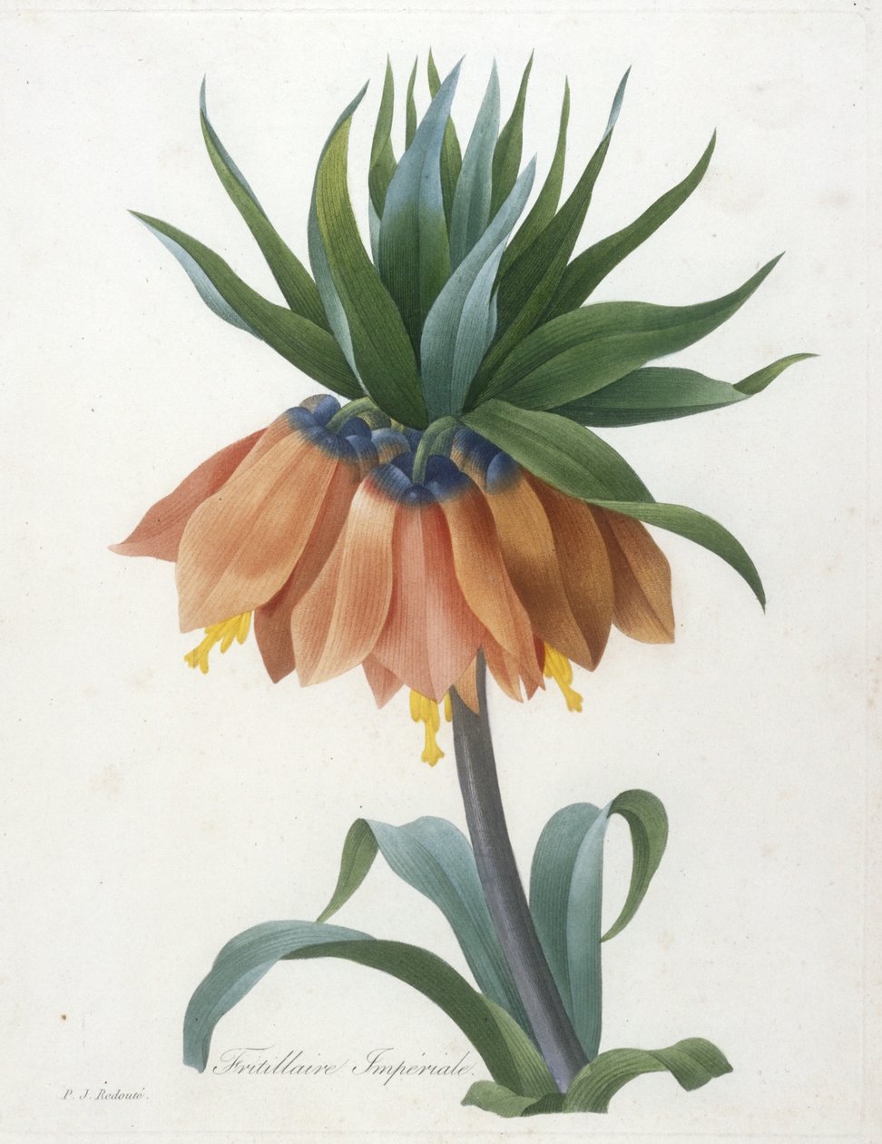 Fritillaire Imperiale, a legszebb virágok és a legszebb gyümölcsök válogatásából, 1827 alkotó: Pierre Joseph Redouté