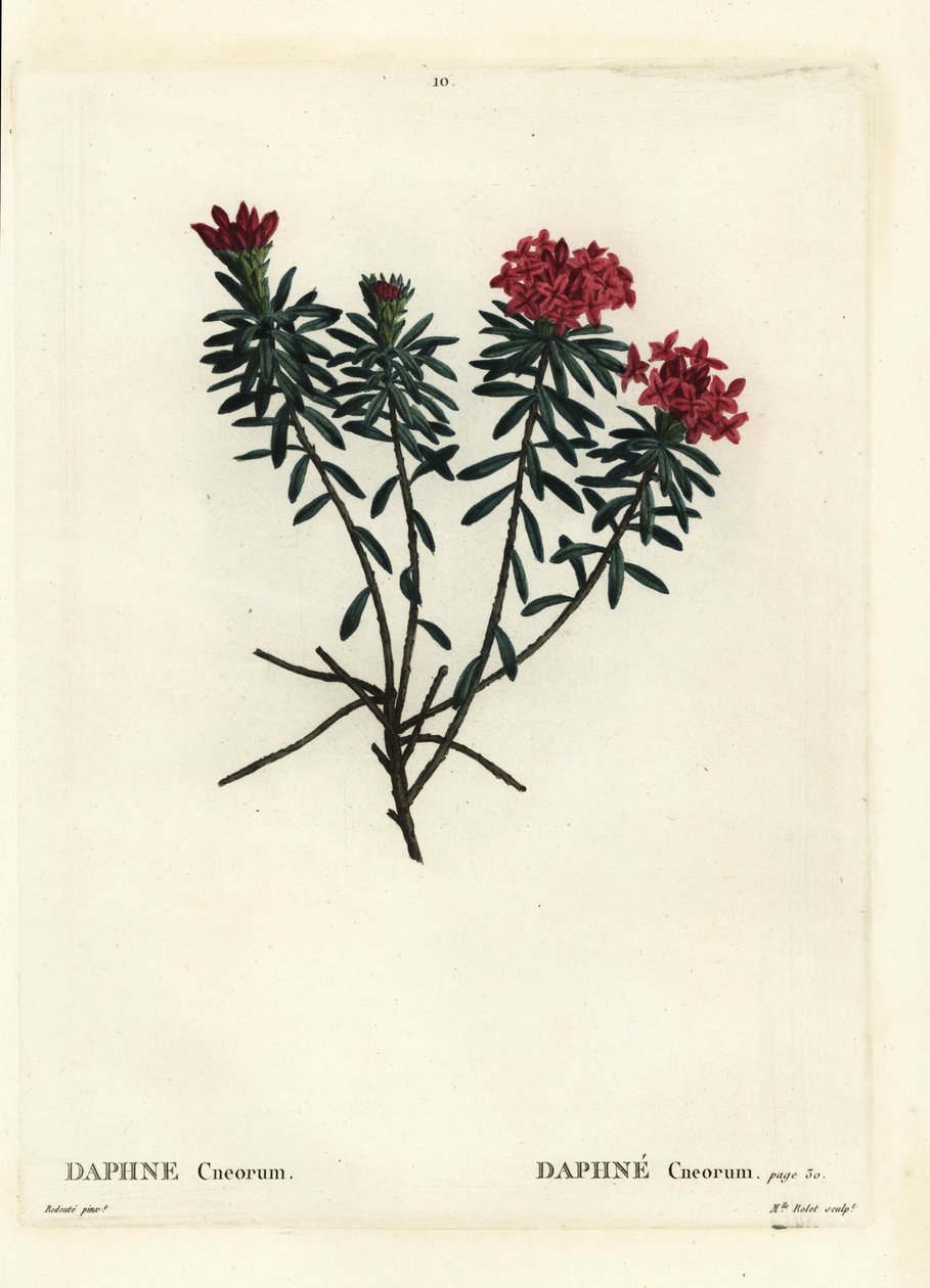 Garland virág rózsa arany daphne, Daphne cneorum. Rolet kisasszony kézzel színezett foltmetsze Pierre-Joseph Redoute illusztrációja nyomán Henri Louis Duhamel du Moncel Treat des Arbres et Shrustes című művéből, Párizs alkotó: Pierre Joseph Redouté
