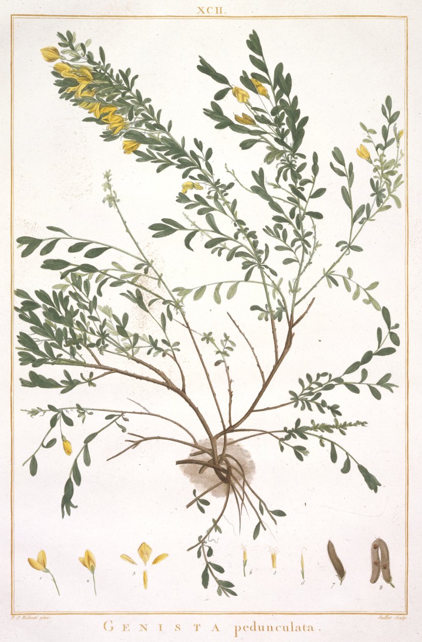 Genista pedunculata, Stripes Nova vagy Less Known, 1784 (kézzel színezett metszet) alkotó: Pierre Joseph Redouté