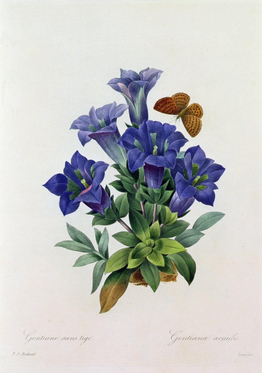 Gentiana Acaulis (színes metszet) alkotó: Pierre Joseph Redouté