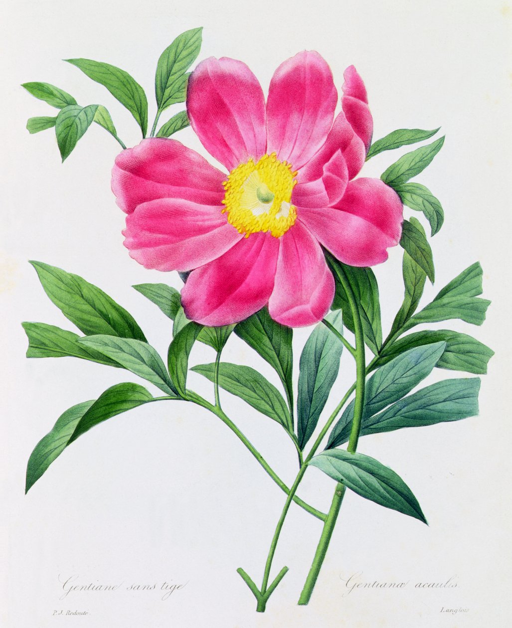 Szára nélküli gentian (színes metszet) alkotó: Pierre Joseph Redouté
