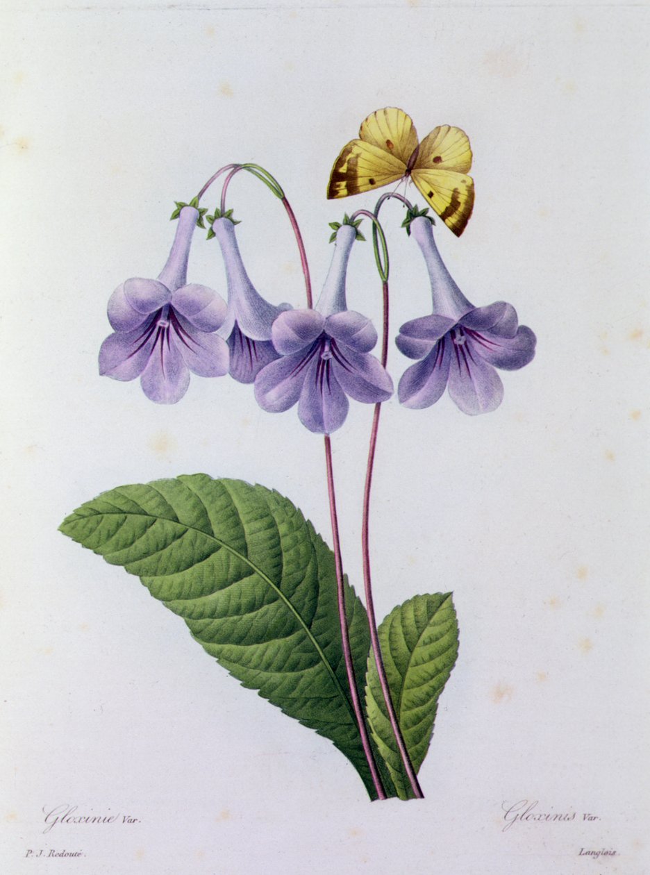 Gloxinia (színes metszet) alkotó: Pierre Joseph Redouté