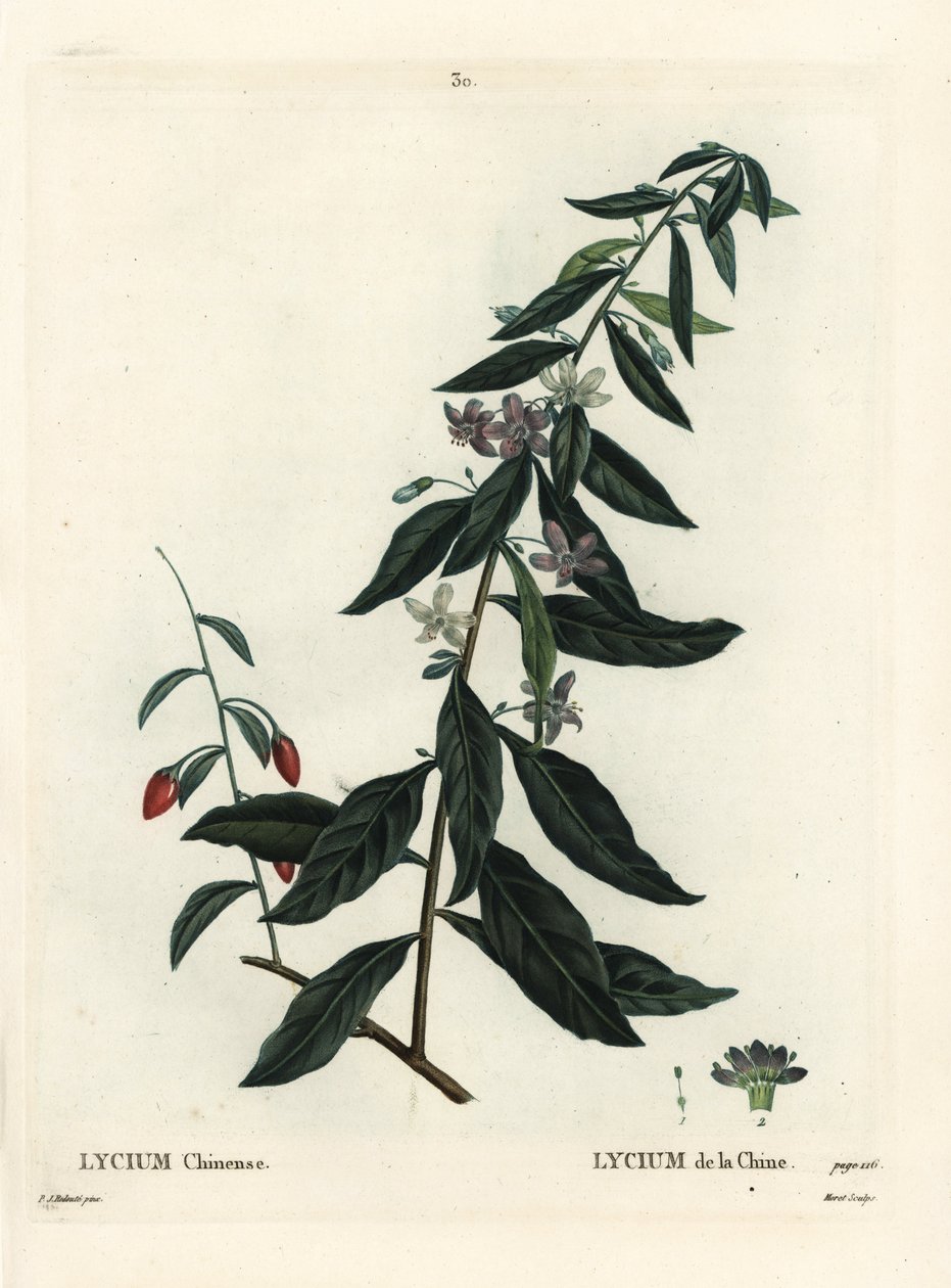 Goji bogyó vagy kínai buksza, Lycium chinense. Moret kézzel színezett foltmetszet Pierre-Joseph Redoute illusztrációja nyomán Henri Louis Duhamel du Moncel Treat des Arbres et Shrustes című művéből, Párizs alkotó: Pierre Joseph Redouté