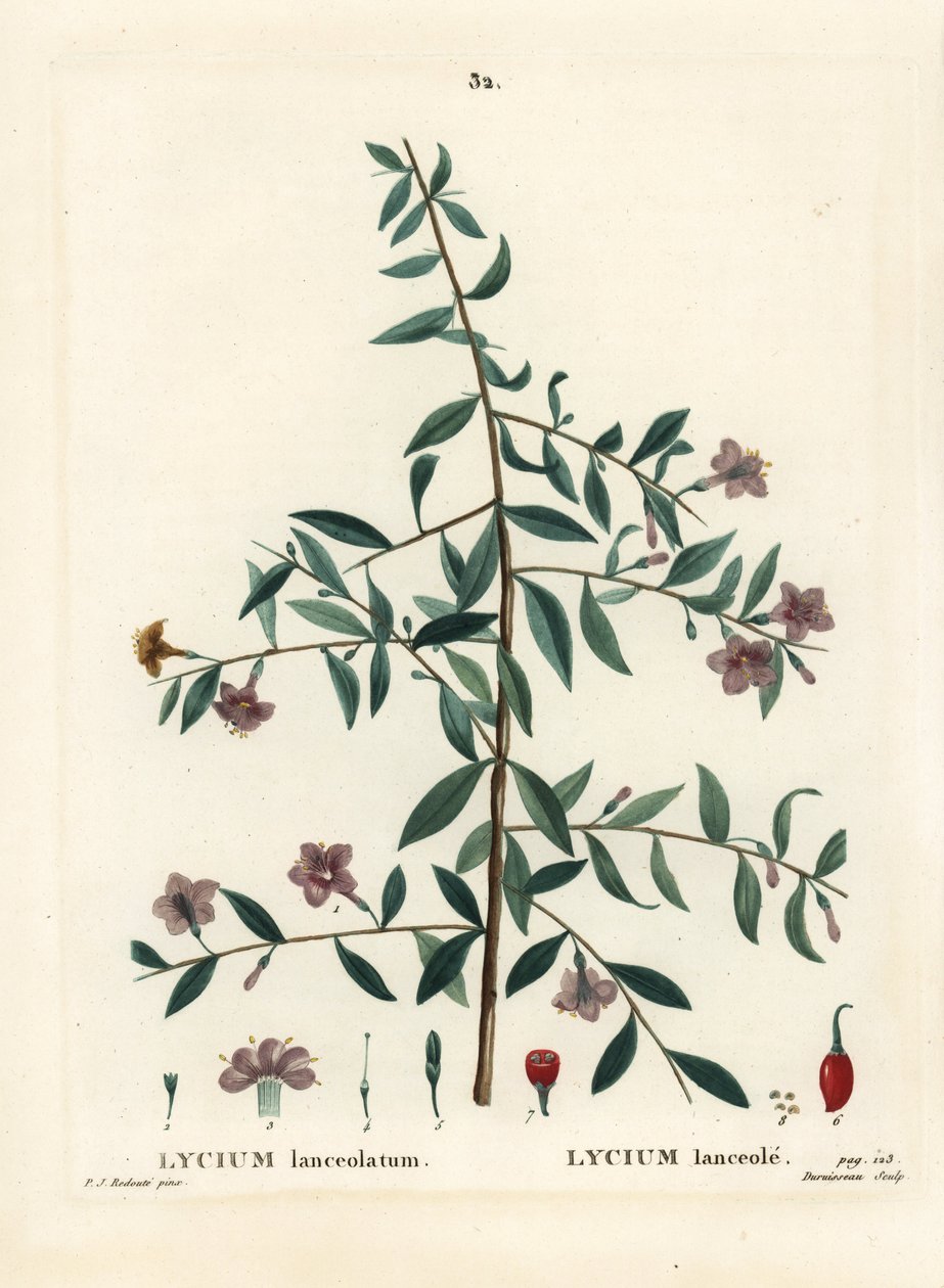 Goji bogyó vagy kínai farkasbogyó, Lycium barbarum (Lycium lanceolatum). Du Ruisseau kézzel festett foltmetszet Pierre-Joseph Redoute illusztrációja nyomán Henri Louis Duhamel du Moncel Treat des Arbres et Shrustes című művéből, Párizs alkotó: Pierre Joseph Redouté