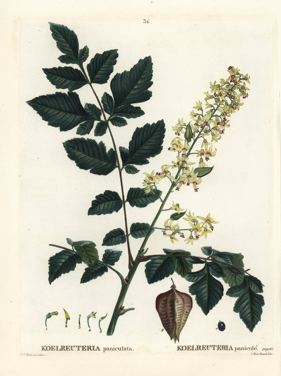 Goldenrain fa, India büszkesége, kínai fa vagy lakkfa, Koelreuteria paniculata. Kézi színű foltmetszet Pierre-Joseph Redoute illusztrációja nyomán Henri Louis Duhamel du Monceau Treat des Arbres et Shrustes című művéből, Párizs alkotó: Pierre Joseph Redouté