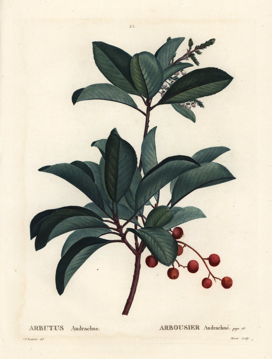 Görög eperfa, Arbutus andrachne. Moret kézzel színezett foltmetszet Pierre-Joseph Redoute illusztrációja nyomán Henri Louis Duhamel du Moncel Treat des Arbres et Shrustes című művéből, Párizs alkotó: Pierre Joseph Redouté