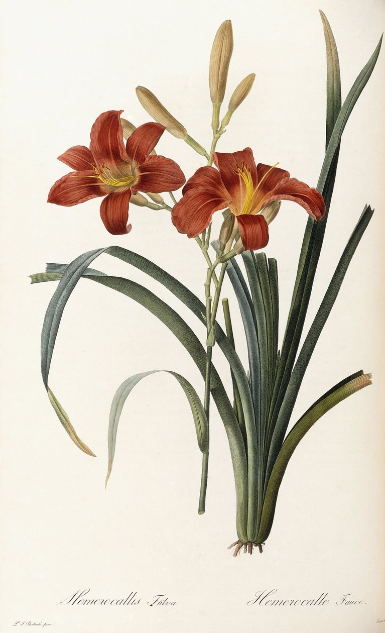 Hemerocallis Fulva - Hemerocalle Fauve alkotó: Pierre Joseph Redouté