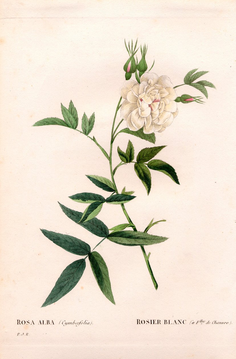 Kenderlevelű fehér rózsa, Rosa alba var. cannabifolia, fehér rózsa kenderlevéllel. Kézzel színezett rézmetszet, Pierre Joseph Redoute „Les Roses” Paris című művéből alkotó: Pierre Joseph Redouté