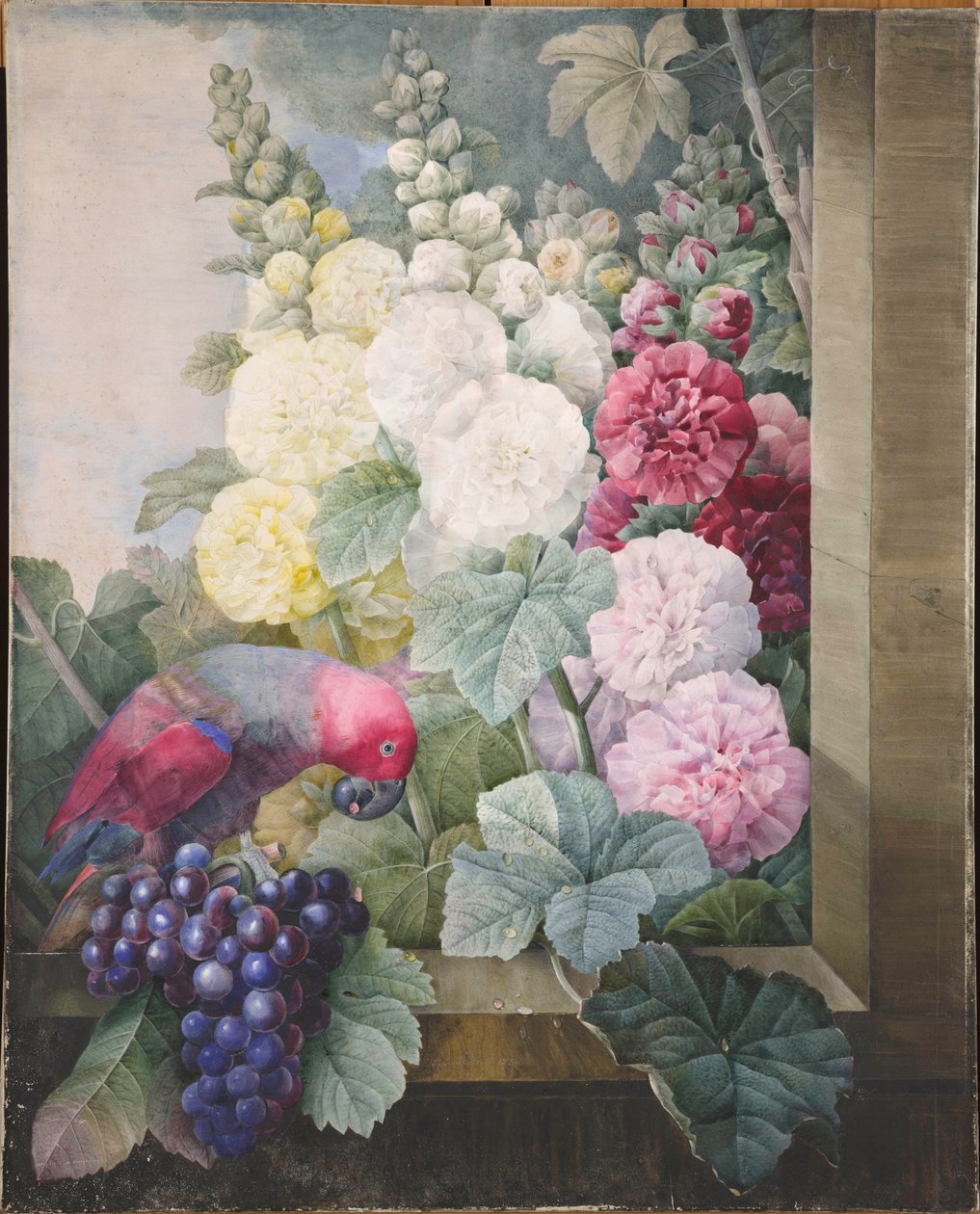 Hollyhocks, szőlő és egy papagáj, 1836. alkotó: Pierre Joseph Redouté