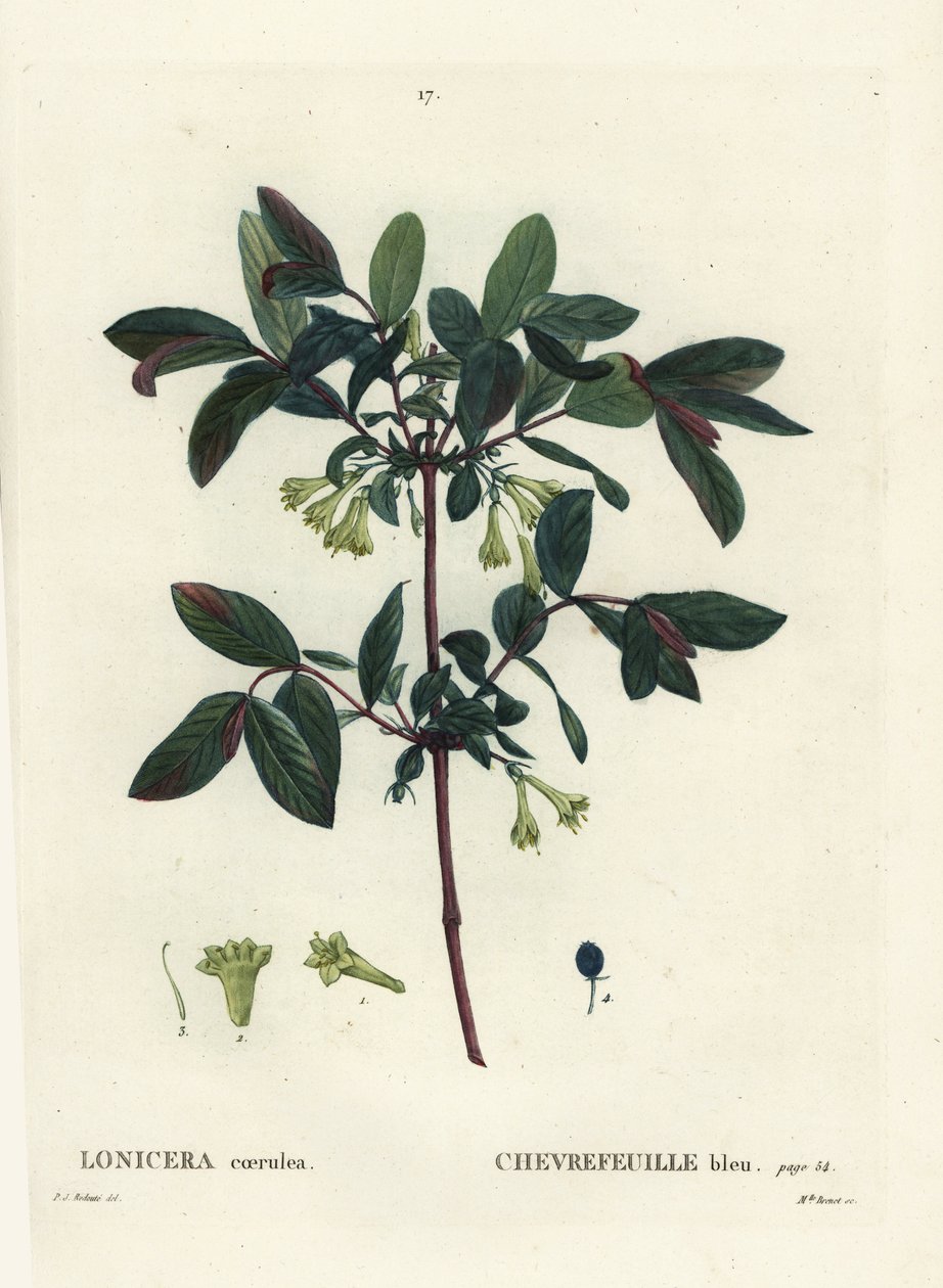 Mézes, Haskap bogyó, kék bogyós lonc, vagy édes bogyós lonc, Lonicera caerulea. Brenet kisasszony kézzel színezett foltmetszete Pierre-Joseph Redoute illusztrációja nyomán Henri Louis Duhamel du Moncel Treat des Arbres et Shrustes című művéből alkotó: Pierre Joseph Redouté