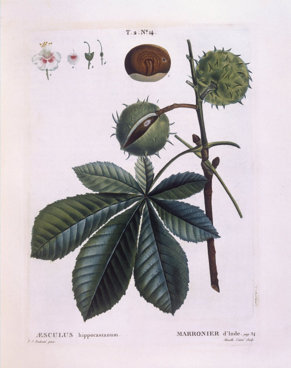 Vadgesztenye vagy konkerfa (Aesculus hippocastanum), Henry Louis Duhamel du Monceau, Pierre Joseph Redouté botanikai lemeze alkotó: Pierre Joseph Redouté