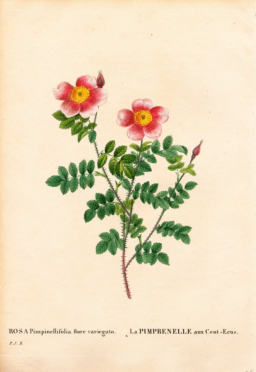 Százkoronás Burnet rózsa, Rosa pimpinellifolia fajta, La Pimprenelle aux Cent-Ecus. Kézzel színezett rézmetszet, Pierre Joseph Redoute „Les Roses” Paris című művéből alkotó: Pierre Joseph Redouté