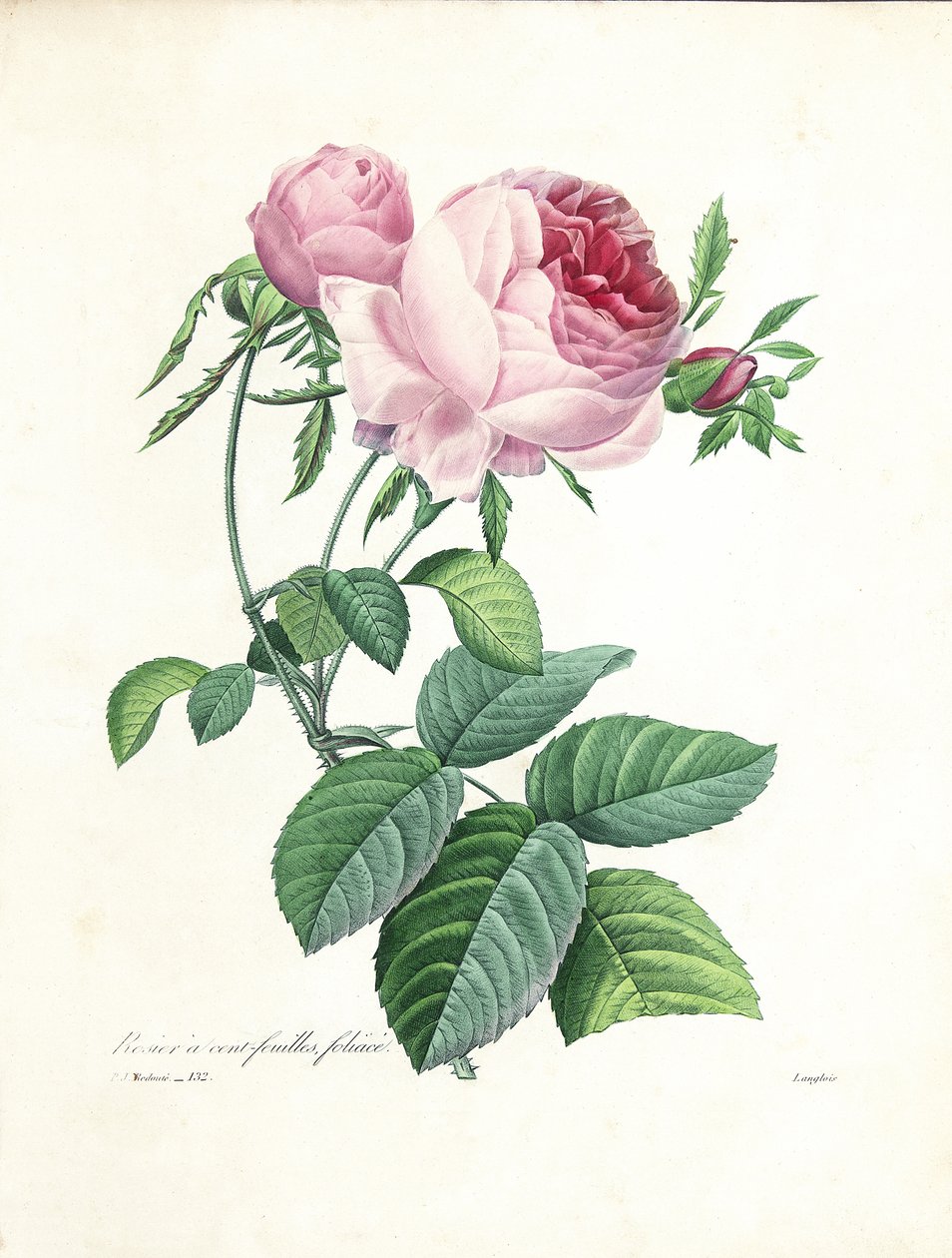 Százlevelű rózsa, Langlois metszete a „Legszebb virágok és legszebb gyümölcsök kiválasztása” c. I, 1827-33 alkotó: Pierre Joseph Redouté
