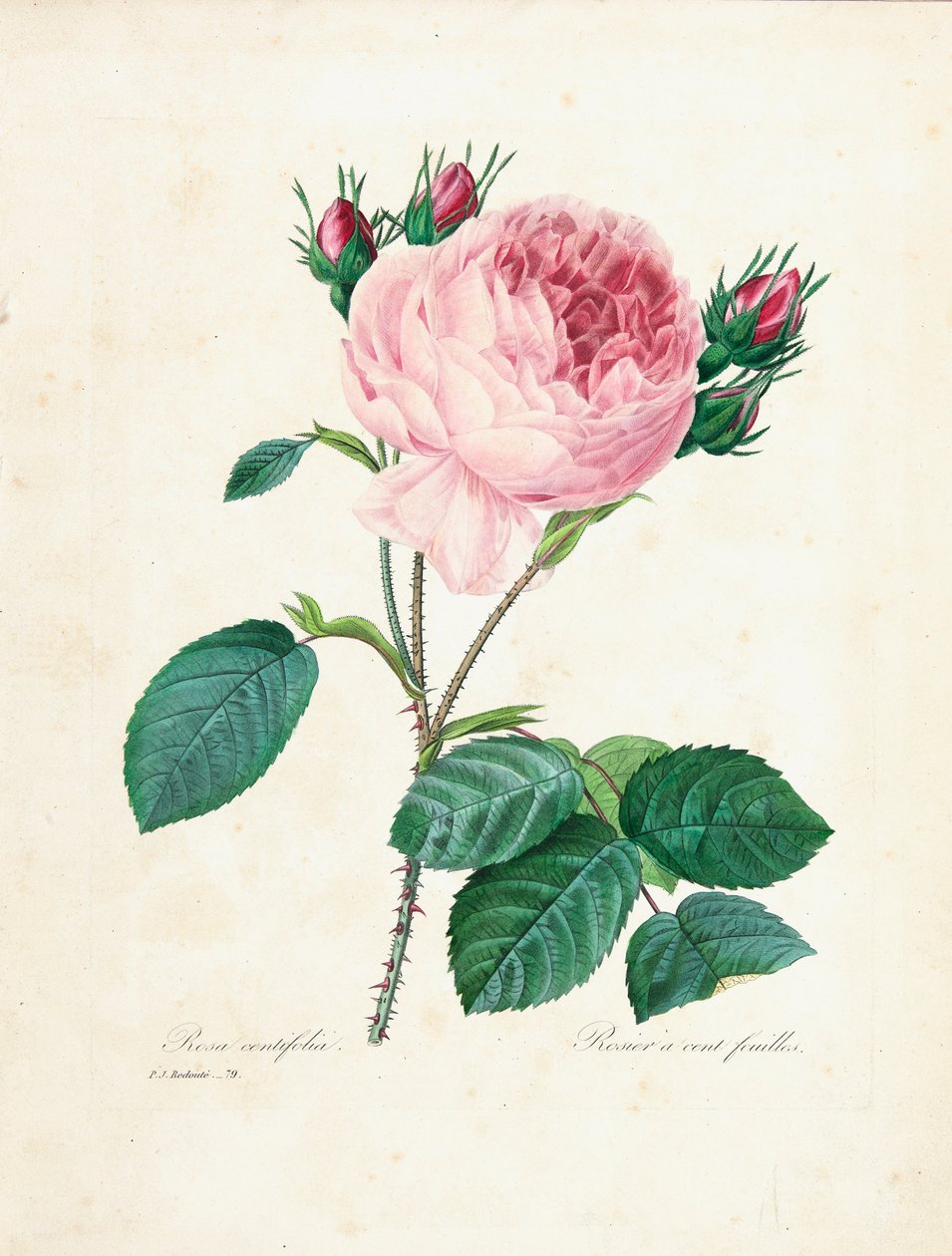 Százlevelű rózsa, a „Legszebb virágok és legszebb gyümölcsök válogatása” című kötetből. I, 1827-33 alkotó: Pierre Joseph Redouté