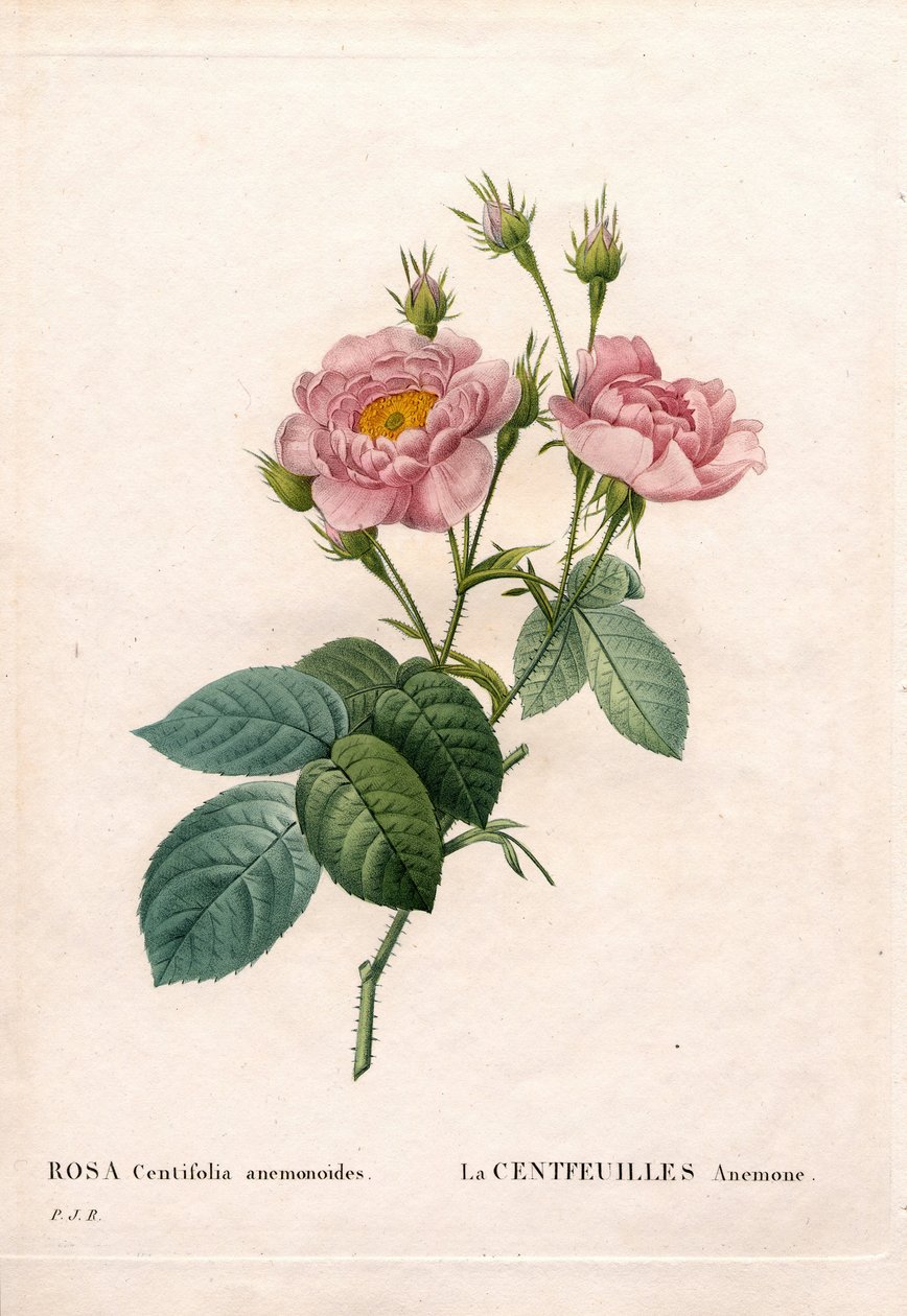 Százszirmú kökörcsin rózsa, Rosa centifolia fajta, La Centfeuilles Anemone. Kézzel színezett rézmetszet, Pierre Joseph Redoute „Les Roses” Paris című művéből alkotó: Pierre Joseph Redouté