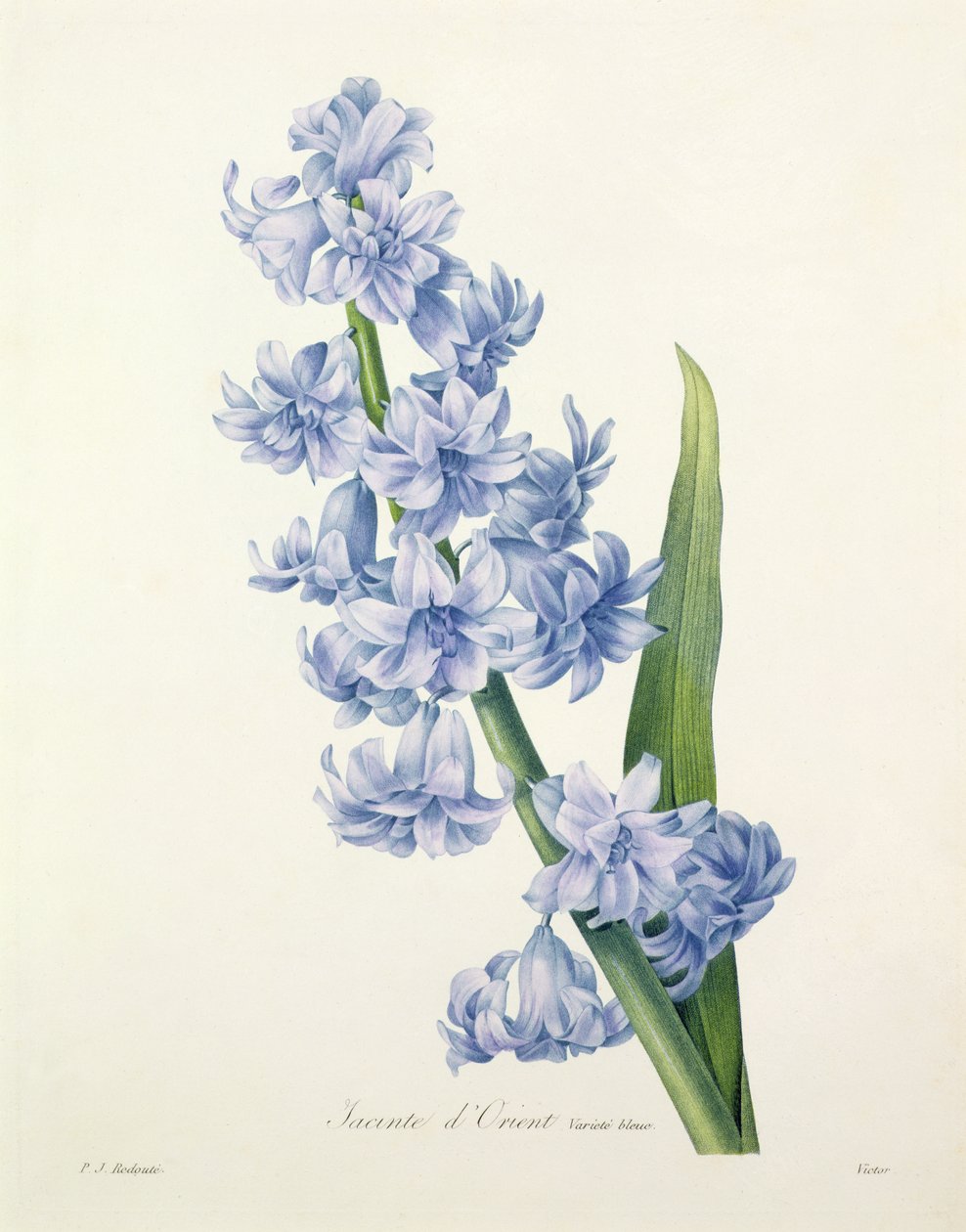 Hyacinthus orientalis (közönséges jácint), Victor metszete, a "Choix des Plus Belles Fleurs"-ből, 1827. alkotó: Pierre Joseph Redouté