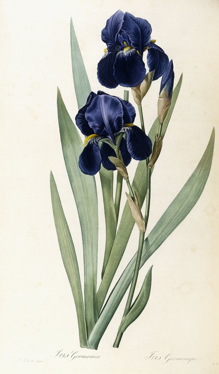 Iris Germanica alkotó: Pierre Joseph Redouté