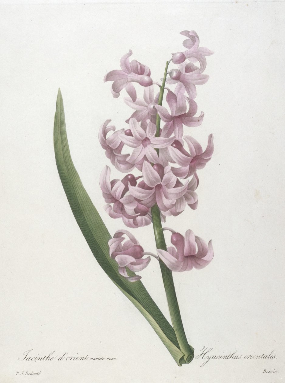 Keleti jácint rózsaszín fajta, Hyacinthus orientalis, a legszebb virágok és legszebb gyümölcsök válogatásából, 1827 (kézzel színezett foltgravírozás) alkotó: Pierre Joseph Redouté
