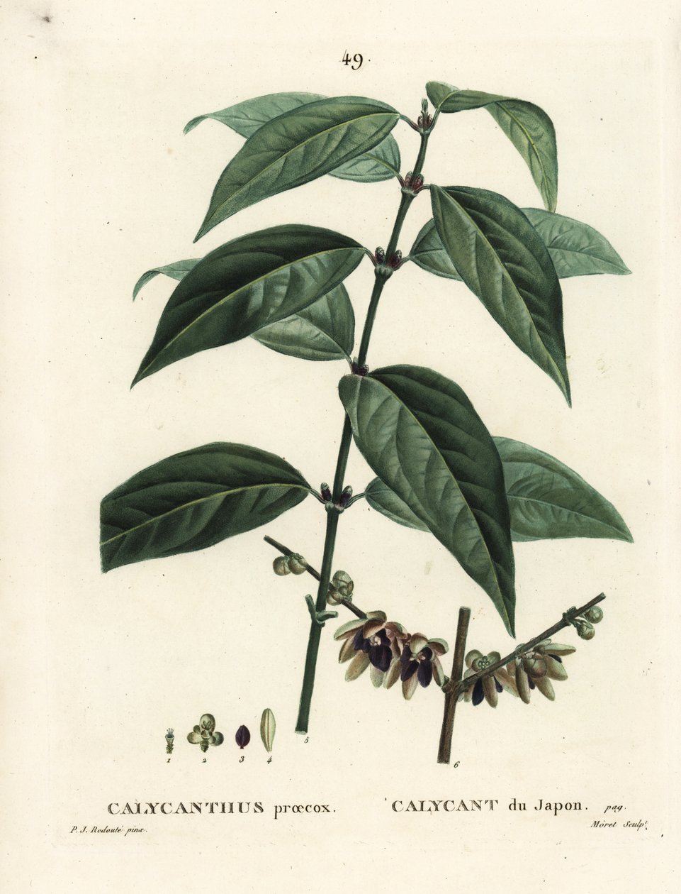 Japán szegfűbors, Chimonanthus praecox (Calycanthus praecox). Moret kézzel festett foltmetszet Pierre-Joseph Redoute illusztrációja nyomán Henri Louis Duhamel du Moncel Treat des Arbres et Shrustes című művéből, Párizs alkotó: Pierre Joseph Redouté