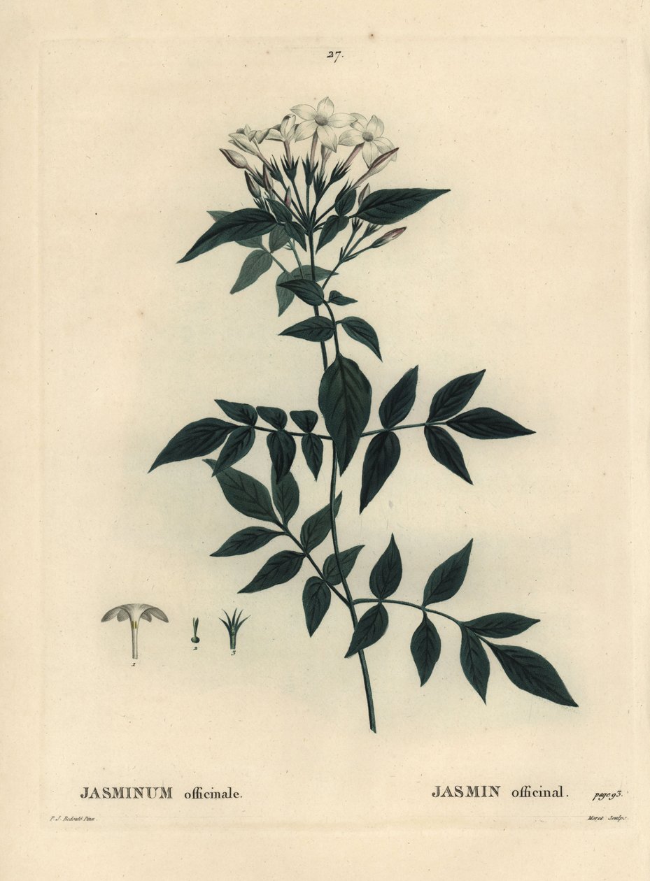 Jázmin, Jasminum officinale. Moret kézzel színezett foltmetszet Pierre-Joseph Redoute illusztrációja nyomán Henri Louis Duhamel du Moncel Treat des Arbres et Shrustes című művéből, Párizs alkotó: Pierre Joseph Redouté