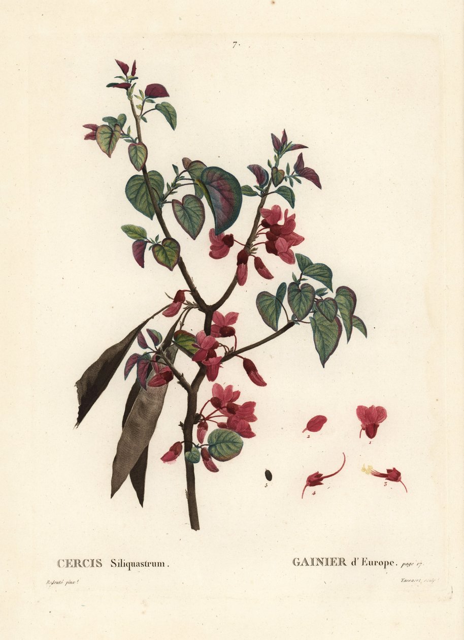 Júdásfa, Cercis siliquastrum. Tassaert kézzel színezett foltmetszet Pierre-Joseph Redoute illusztrációja nyomán Henri Louis Duhamel du Moncel Treat des Trees et Shrustes című művéből, Párizs alkotó: Pierre Joseph Redouté