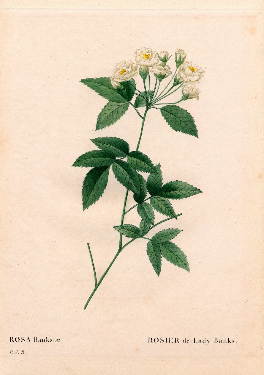 Lady Banks rózsa, Rosa banksiae var. alba-plena. Kézzel színezett rézmetszet, Pierre Joseph Redoute „Les Roses” Paris című művéből alkotó: Pierre Joseph Redouté