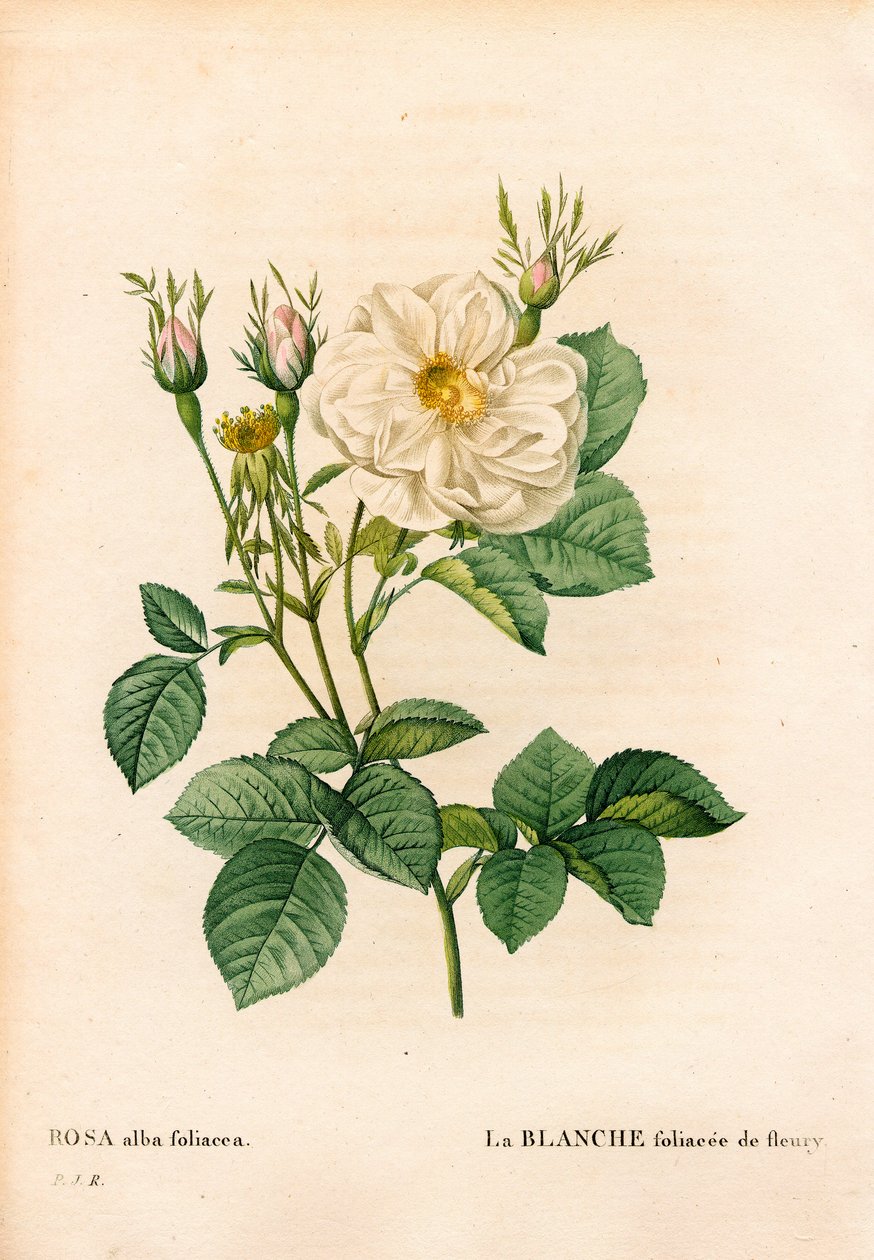 Fleury leveles fehér rózsa, Rosa alba fajta, la blanc foliaceee de Fleury. Kézzel színezett rézmetszet, Pierre Joseph Redoute „Les Roses” Paris című művéből alkotó: Pierre Joseph Redouté